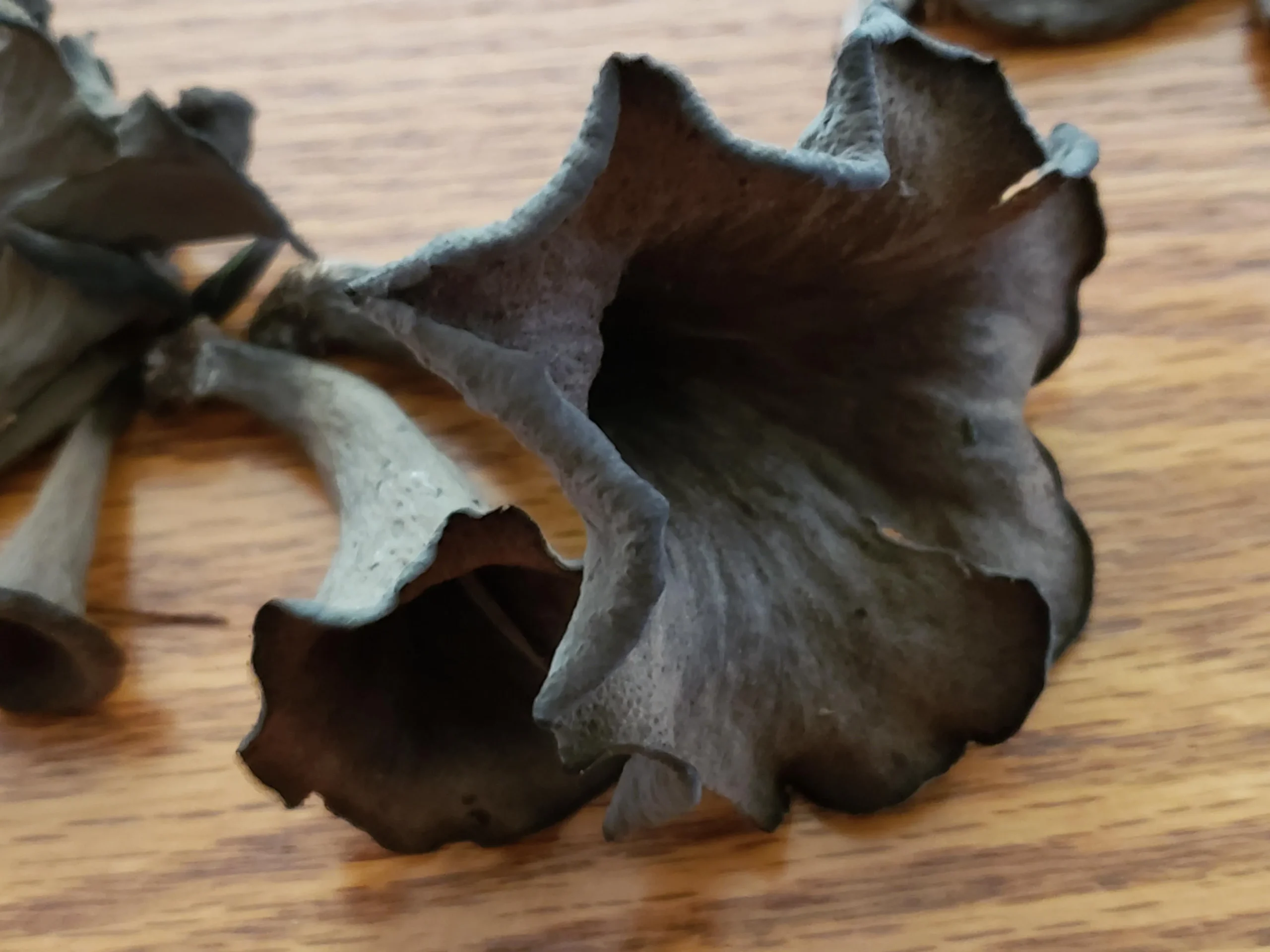 Maple Black Trumpet Jam