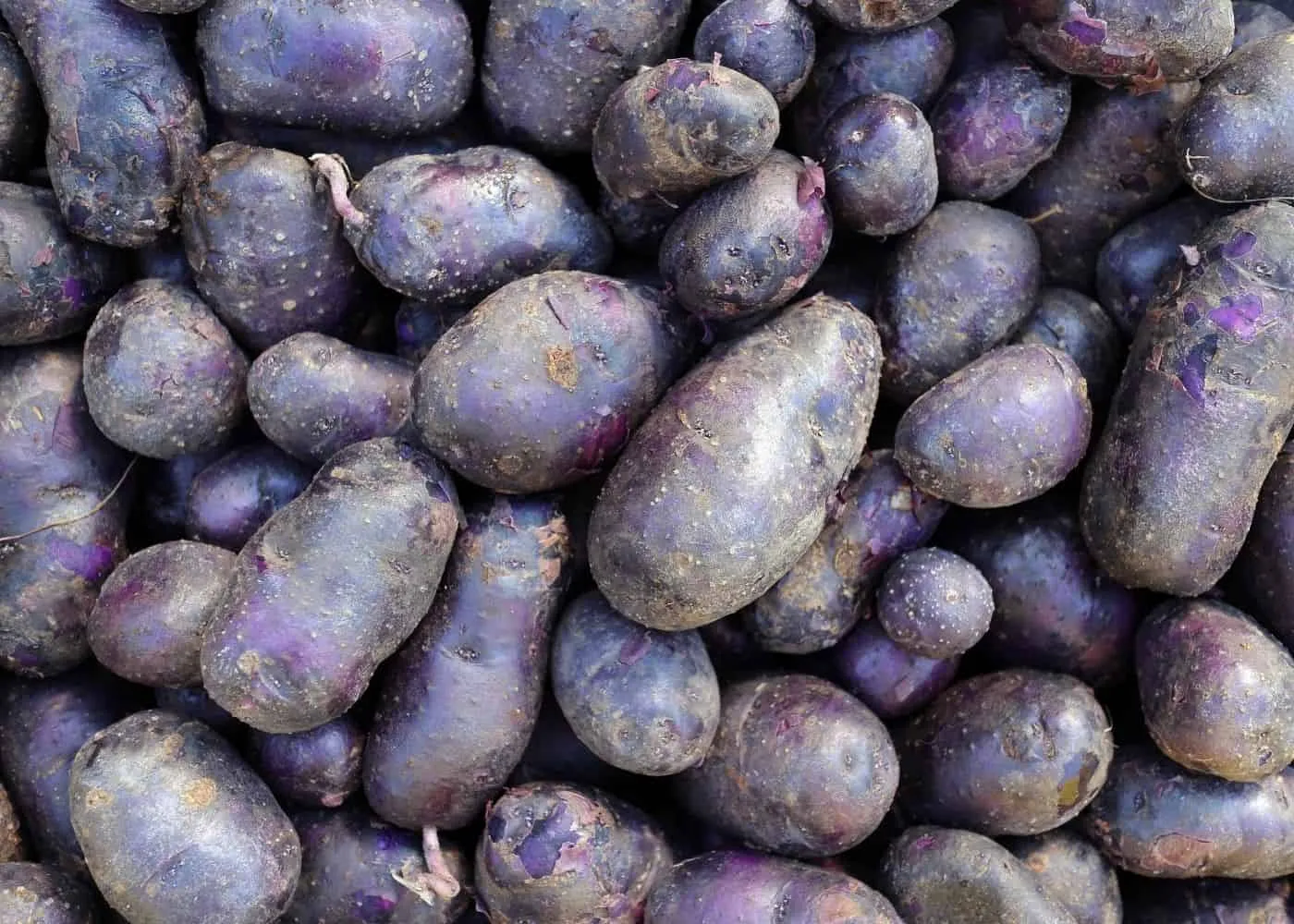 Michael Anthony's Fork Crushed Purple Majesty Potatoes