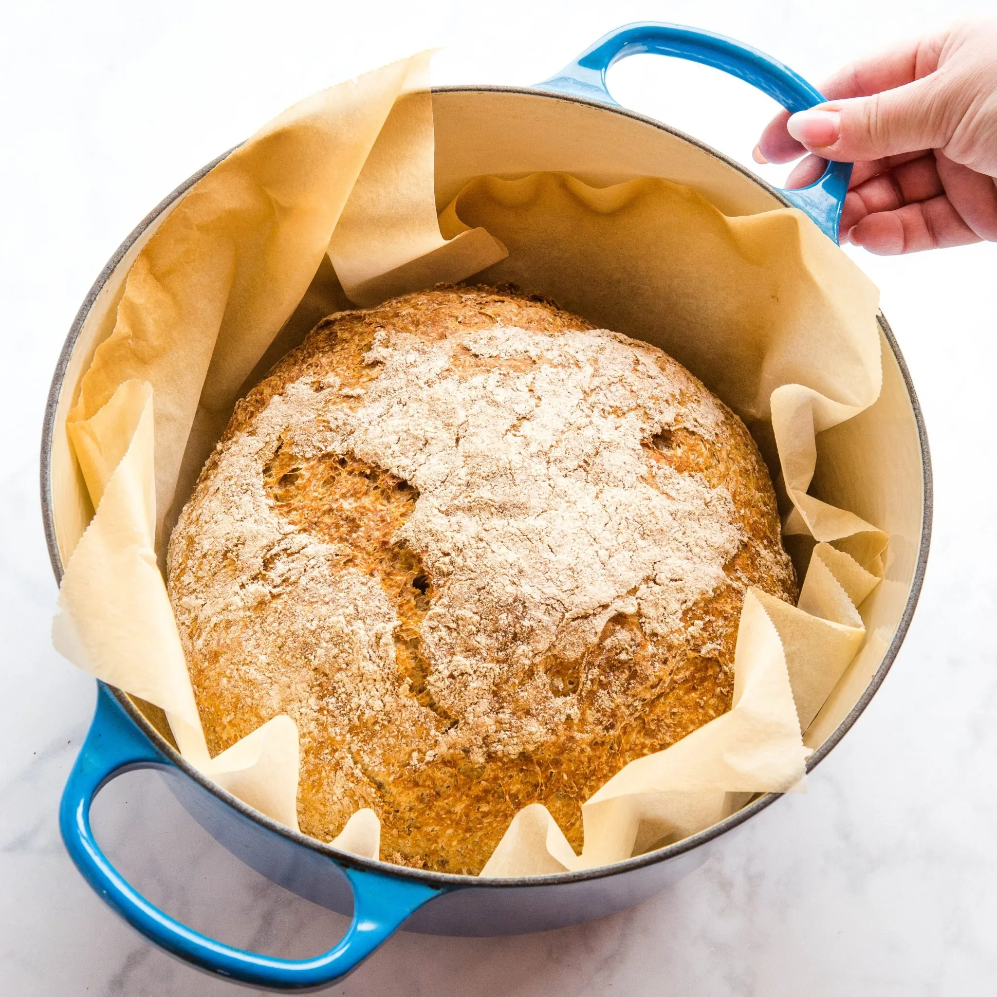 No Knead Whole Wheat Dutch Oven Bread